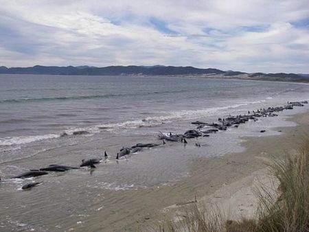 Cá voi chết hàng loạt trong vụ mắc cạn lớn ở New Zealand - 2 Cá voi chết hàng loạt trong vụ mắc cạn lớn ở New Zealand - 2