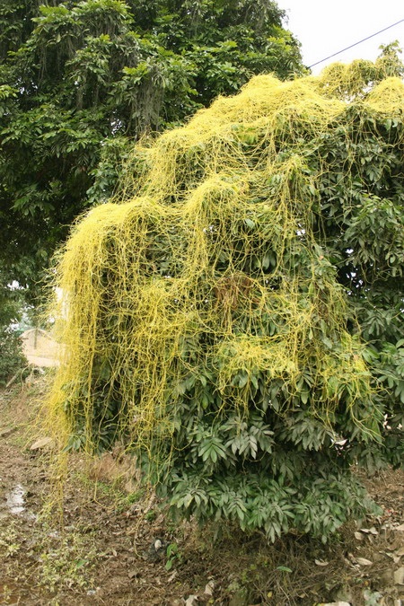 Chùm ảnh: Vẻ đẹp quyến rũ của sợi tơ hồng - 1