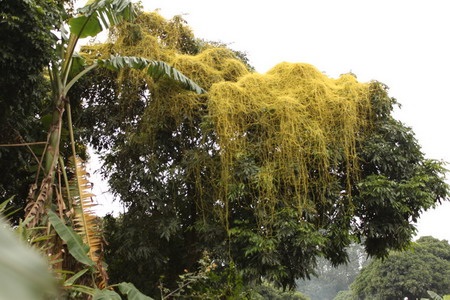 Chùm ảnh: Vẻ đẹp quyến rũ của sợi tơ hồng - 3