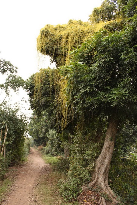 Chùm ảnh: Vẻ đẹp quyến rũ của sợi tơ hồng - 4