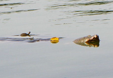 Gian nan bắt rùa tai đỏ hồ Hoàn Kiếm - 1 Gian nan bắt rùa tai đỏ hồ Hoàn Kiếm - 1