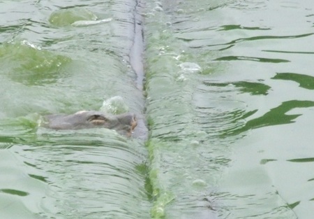 Những vết thương của cụ Rùa ngày càng nghiêm trọng - 1