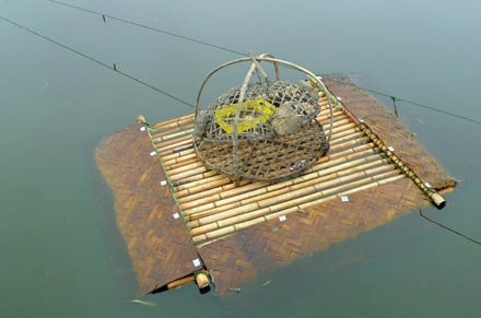 Bẫy rùa tai đỏ - có thể bạn chưa biết - 2