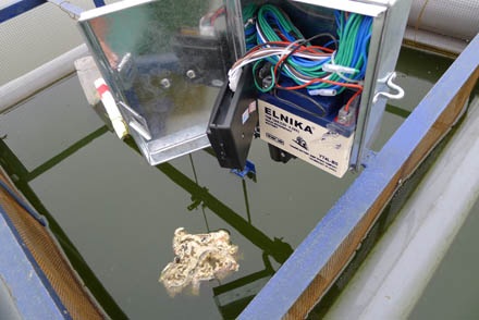 Bẫy rùa tai đỏ - có thể bạn chưa biết - 8