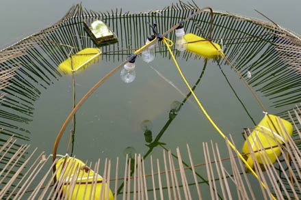 Bẫy rùa tai đỏ - có thể bạn chưa biết - 11