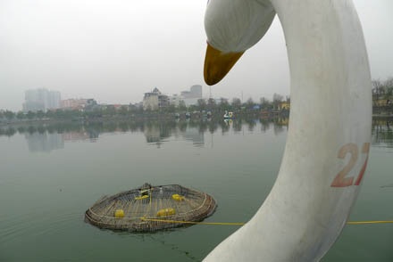 Bẫy rùa tai đỏ - có thể bạn chưa biết - 10