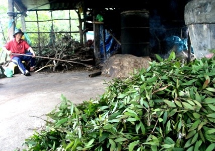 Khám phá “vương quốc” dầu tràm bên quốc lộ 1A - 4