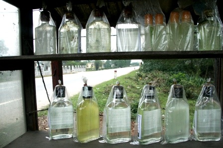 Khám phá “vương quốc” dầu tràm bên quốc lộ 1A - 8