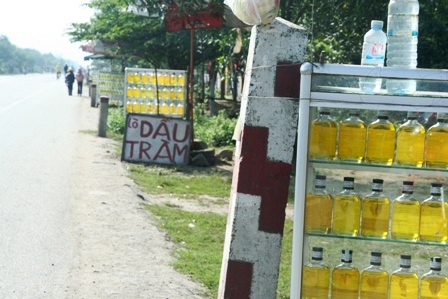 Khám phá “vương quốc” dầu tràm bên quốc lộ 1A - 3