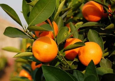 Ăn quả quất cảnh: Rước hóa chất vào người - 1 Ăn quả quất cảnh: Rước hóa chất vào người - 1