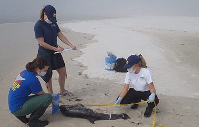 Cá heo con chết hàng loạt ở bờ biển Mỹ - 1 Cá heo con chết hàng loạt ở bờ biển Mỹ - 1