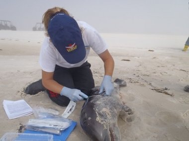 Cá heo con chết hàng loạt ở bờ biển Mỹ - 3 Cá heo con chết hàng loạt ở bờ biển Mỹ - 3