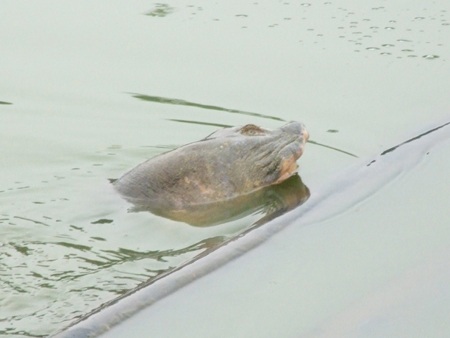 GĐ Sở Y tế làm Chủ tịch Hội đồng chữa bệnh Rùa Hồ Gươm - 1