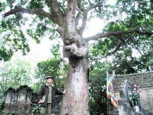 54 cây lim cổ được công nhận cây di sản Việt Nam - 1 54 cây lim cổ được công nhận cây di sản Việt Nam - 1