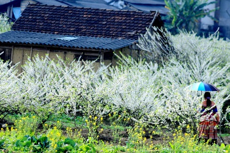 Đẹp tinh khôi cao nguyên trắng Bắc Hà - 7 Đẹp tinh khôi cao nguyên trắng Bắc Hà - 7