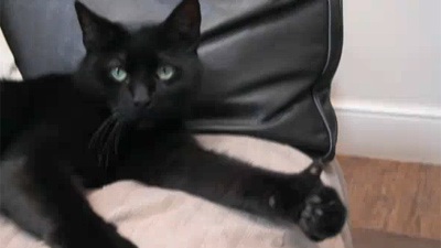 Mèo giơ ngón cái tán thưởng - 1