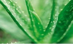 Chống lão hóa da với chiết xuất nhau thai cừu - 2