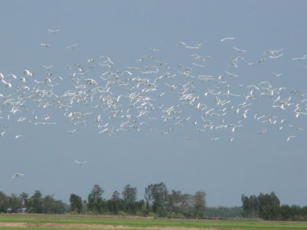 Cò bay trắng đồng - 2