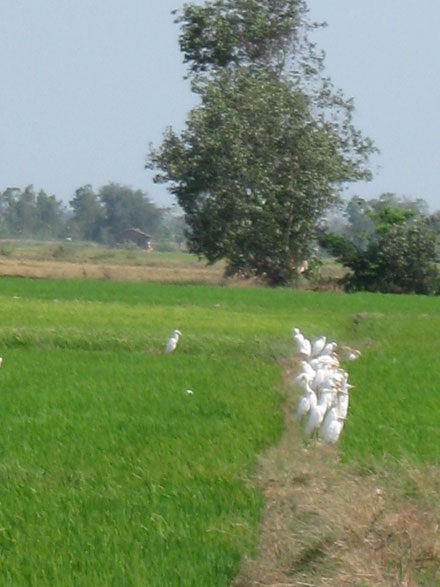 Cò bay trắng đồng - 3