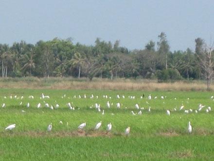 Cò bay trắng đồng - 4
