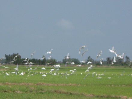 Cò bay trắng đồng - 5