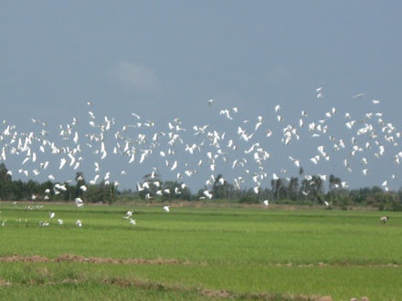 Cò bay trắng đồng - 1