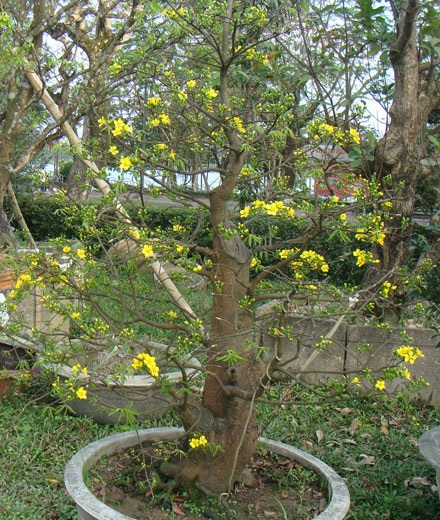 Ngỡ ngàng ngắm mai nở muộn - 1