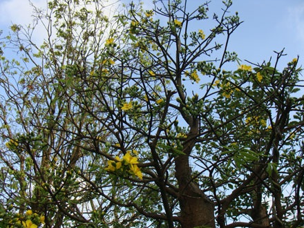 Ngỡ ngàng ngắm mai nở muộn - 6