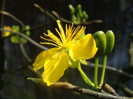 Ngỡ ngàng ngắm mai nở muộn - 2