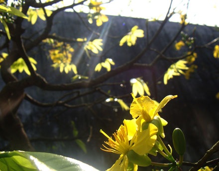 Ngỡ ngàng ngắm mai nở muộn - 3