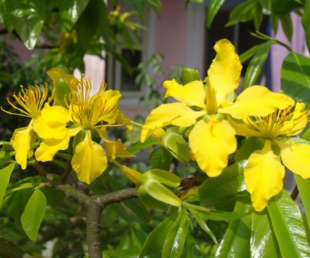 Ngỡ ngàng ngắm mai nở muộn - 4