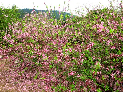 Vẻ đẹp “kiêu sa” sắc đào nở muộn  - 2