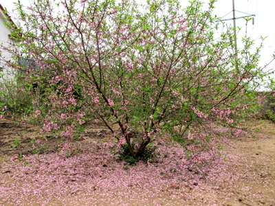 Vẻ đẹp “kiêu sa” sắc đào nở muộn  - 4