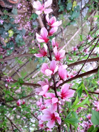 Vẻ đẹp “kiêu sa” sắc đào nở muộn  - 5