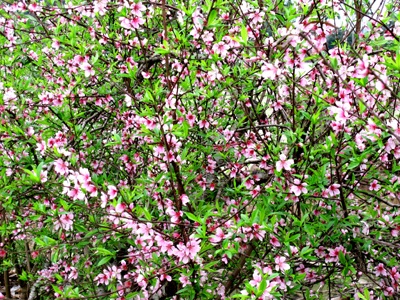 Vẻ đẹp “kiêu sa” sắc đào nở muộn  - 8