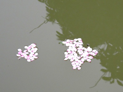 Vẻ đẹp “kiêu sa” sắc đào nở muộn  - 9