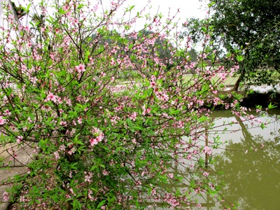 Vẻ đẹp “kiêu sa” sắc đào nở muộn  - 10