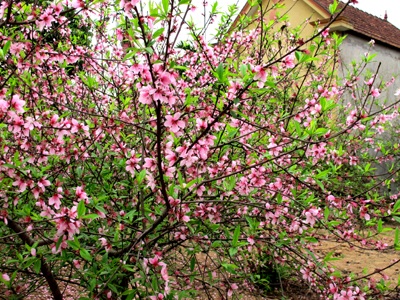 Vẻ đẹp “kiêu sa” sắc đào nở muộn  - 1