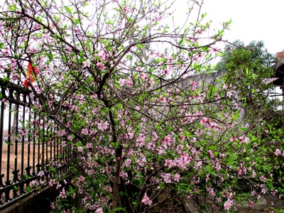 Vẻ đẹp “kiêu sa” sắc đào nở muộn  - 11