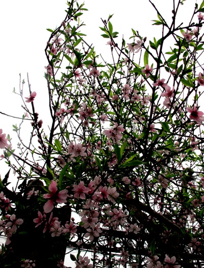 Vẻ đẹp “kiêu sa” sắc đào nở muộn  - 12