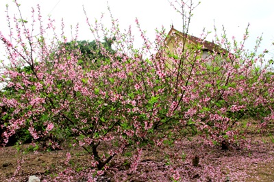 Vẻ đẹp “kiêu sa” sắc đào nở muộn  - 7