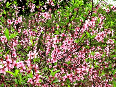 Vẻ đẹp “kiêu sa” sắc đào nở muộn  - 6