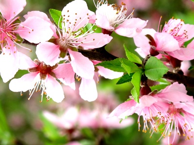 Vẻ đẹp “kiêu sa” sắc đào nở muộn  - 3