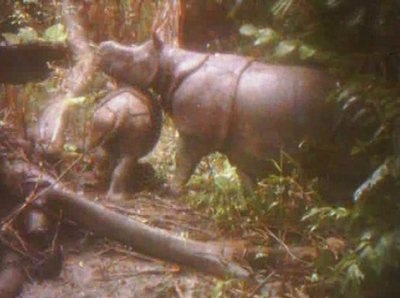 Phát hiện 4 con tê giác thuộc loài quý hiếm nhất thế giới - 1 Phát hiện 4 con tê giác thuộc loài quý hiếm nhất thế giới - 1