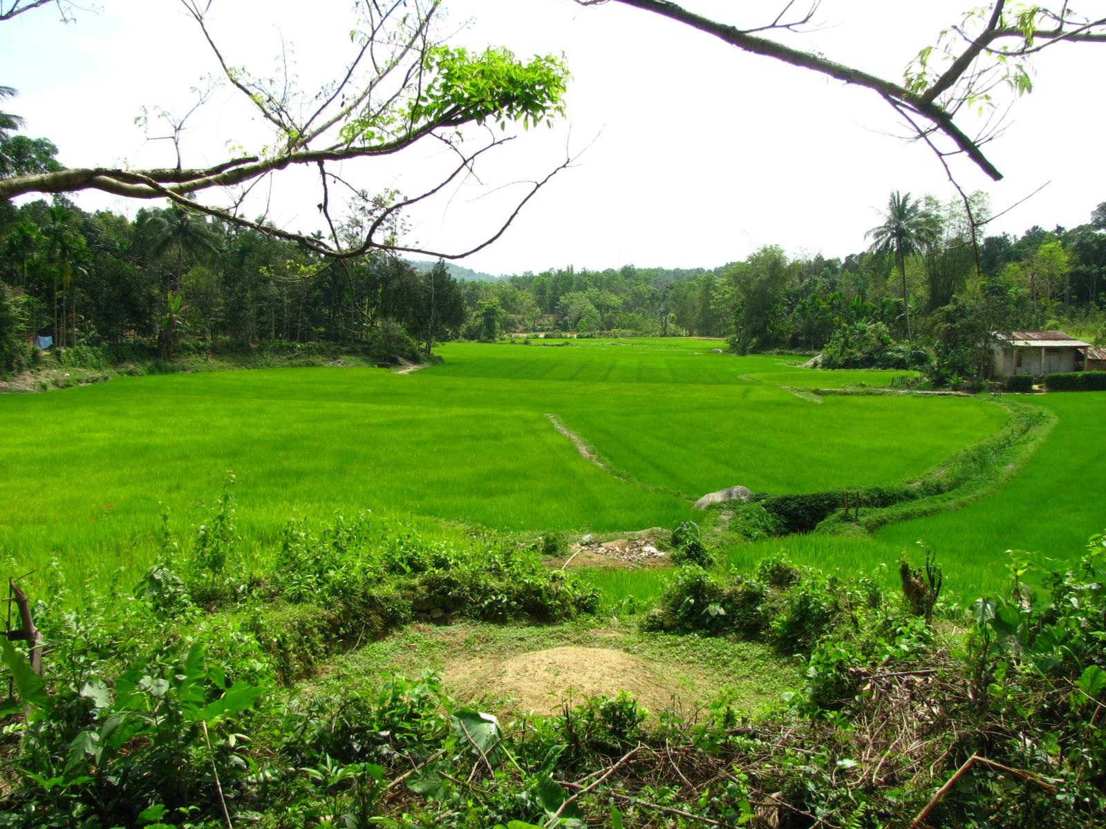 Đẹp mê hồn ngõ đá vào làng cổ Lộc Yên - 14