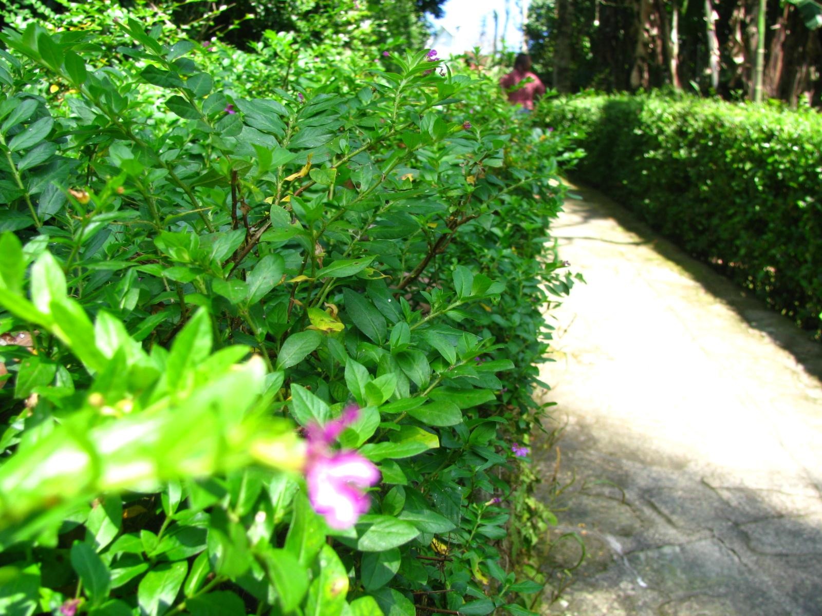 Đẹp mê hồn ngõ đá vào làng cổ Lộc Yên - 5