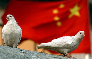 Bồ câu đưa thư - Vũ khí bí mật nhất của Trung Quốc? - 1 Bồ câu đưa thư - Vũ khí bí mật nhất của Trung Quốc? - 1