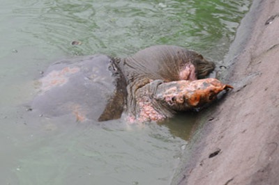 Cuối tháng 3 Cụ Rùa mới được chữa bệnh liệu có kịp? - 1