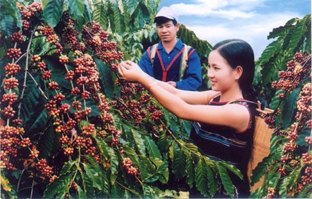 Đột phá cho ngành cà phê - 1 Đột phá cho ngành cà phê - 1