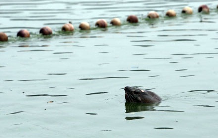 Đếm... kịch tính cuộc lai dắt cụ Rùa - 13